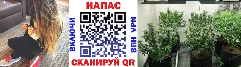цены наркотик  Королёв  Конопля VHQ 